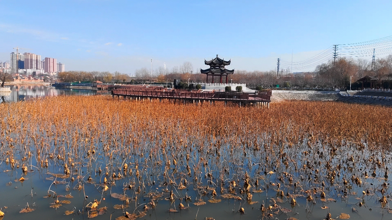 渑池涧河冬天的荷塘实拍