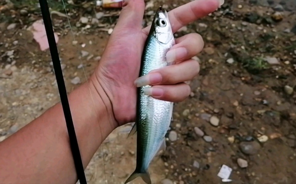 路亚 #小白条 #野钓 #微物 万物皆可路,白条,红眼鳜,大眼睛来了一个