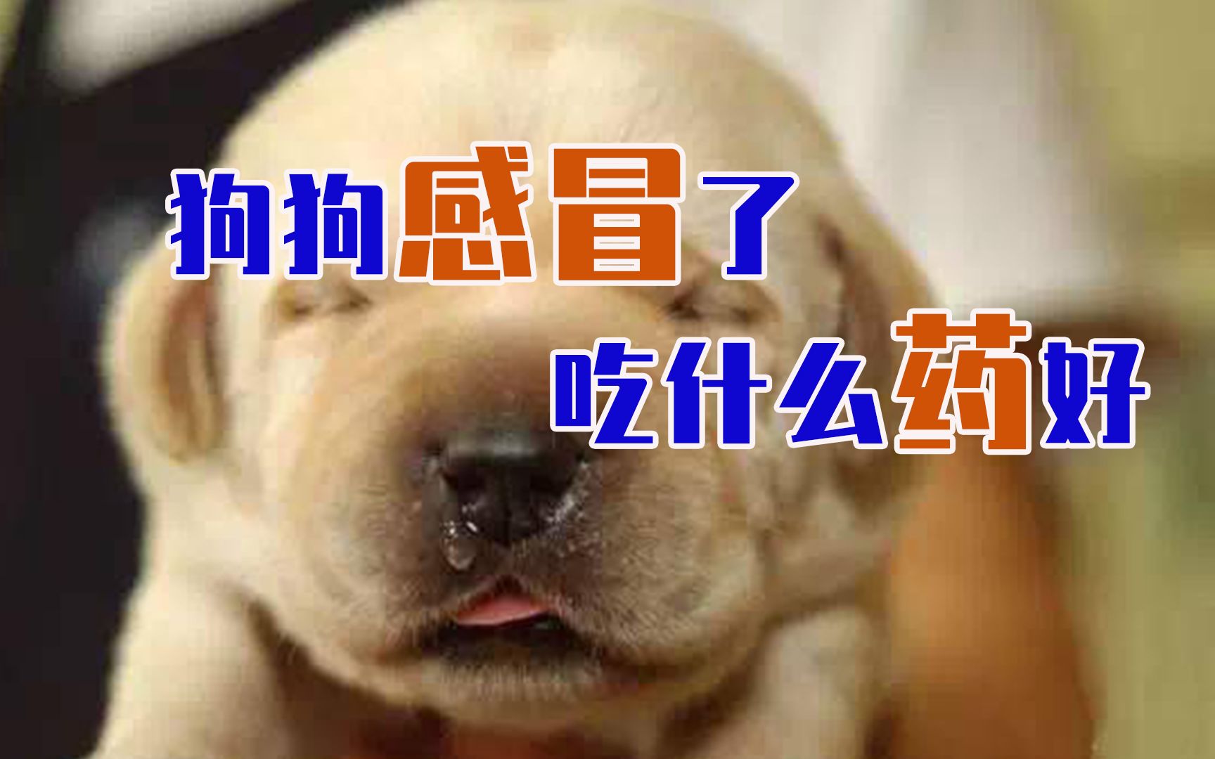 狗狗感冒了吃什么药好哔哩哔哩bilibili