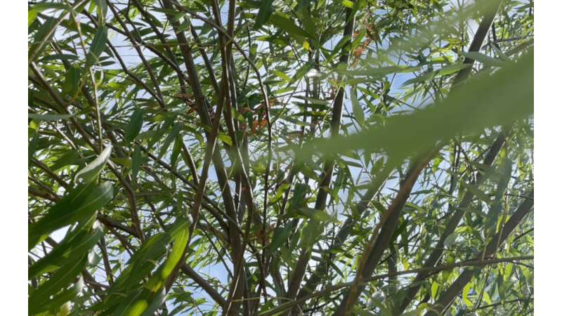 儿时的快乐,两只蝉,你能找到在哪里么?