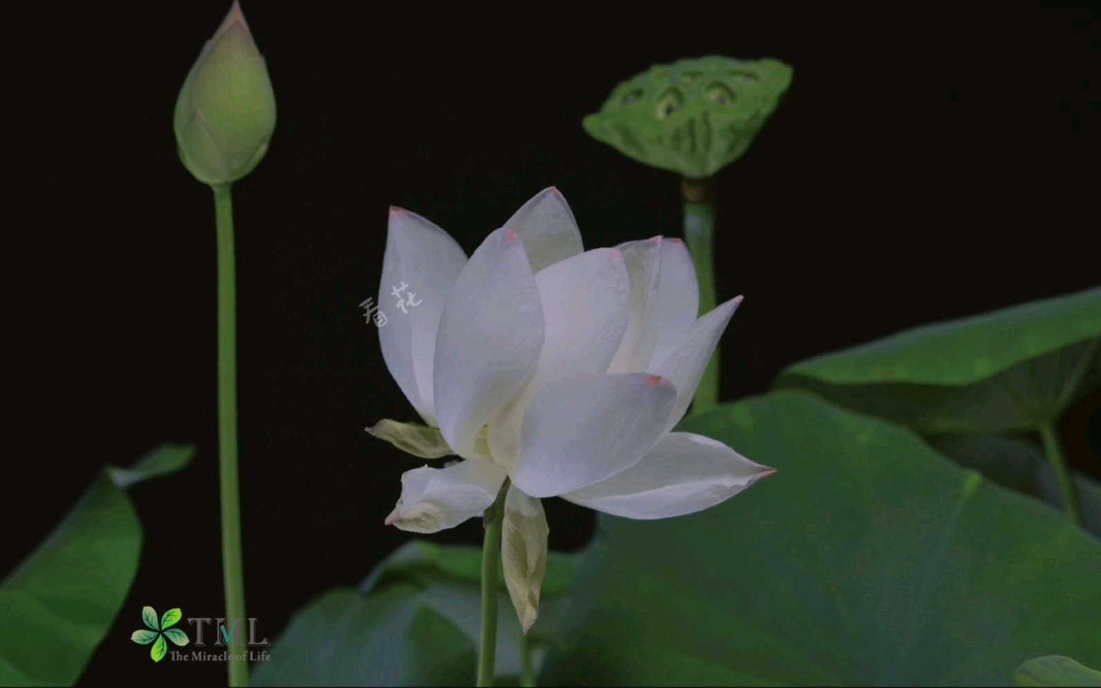 【原创】【延时摄影】每天来看一朵花开/一朵荷花的华丽谢幕哔哩哔哩bilibili