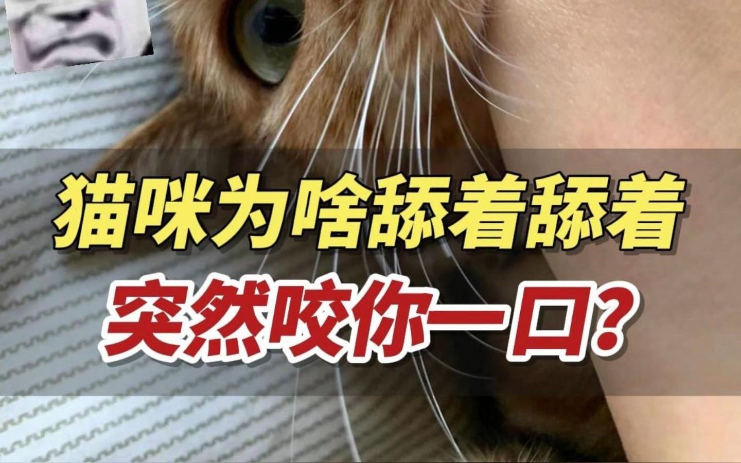 猫咪为啥会舔着舔着咬你一口,猫咪行为解密哔哩哔哩bilibili