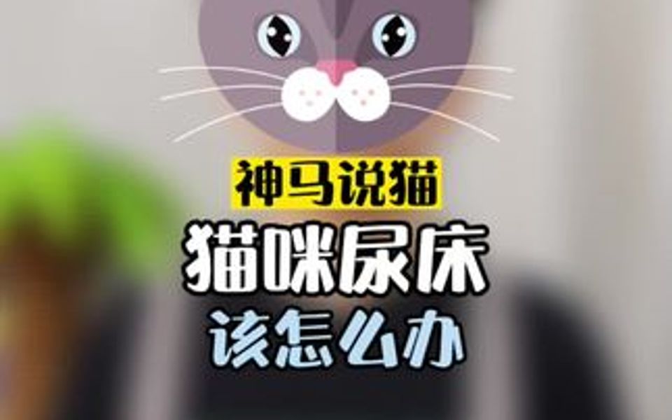 床单被猫咪尿了,该怎么办哔哩哔哩bilibili