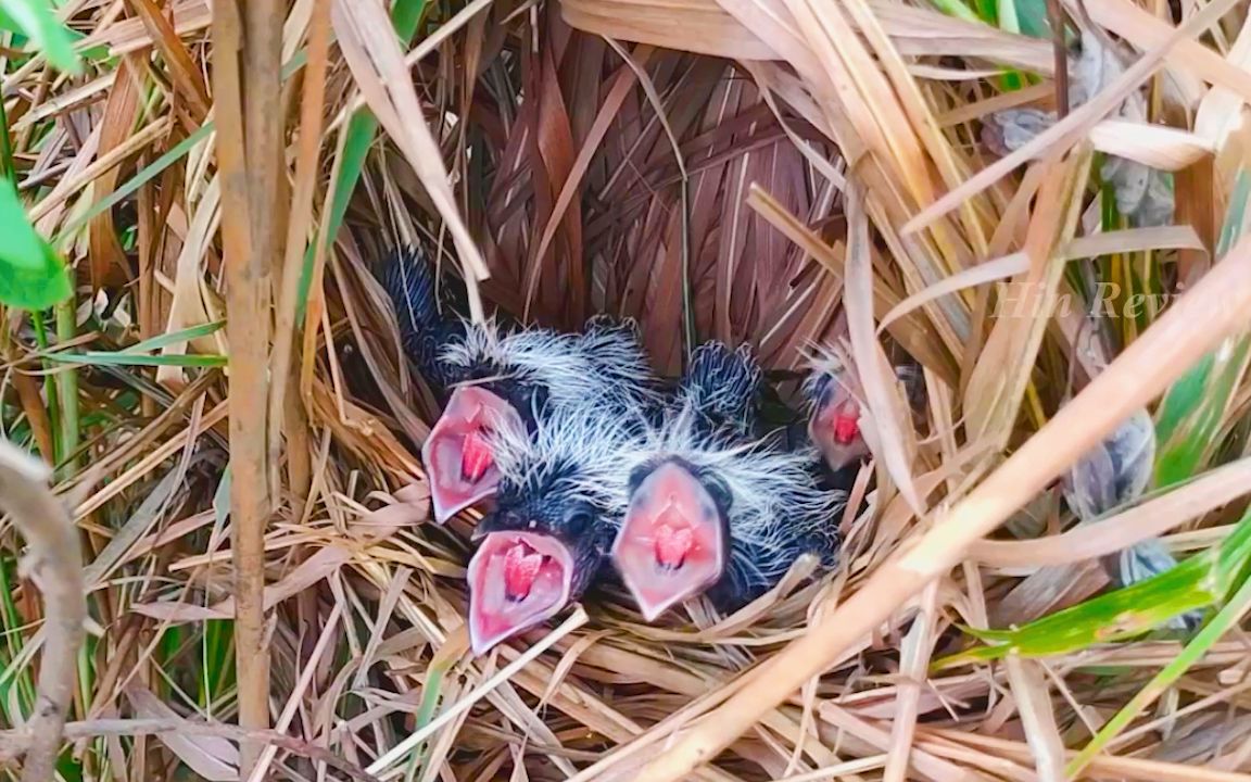一有风吹草动,就会嗷嗷叫喊的红毛鸡幼鸟,简直了!