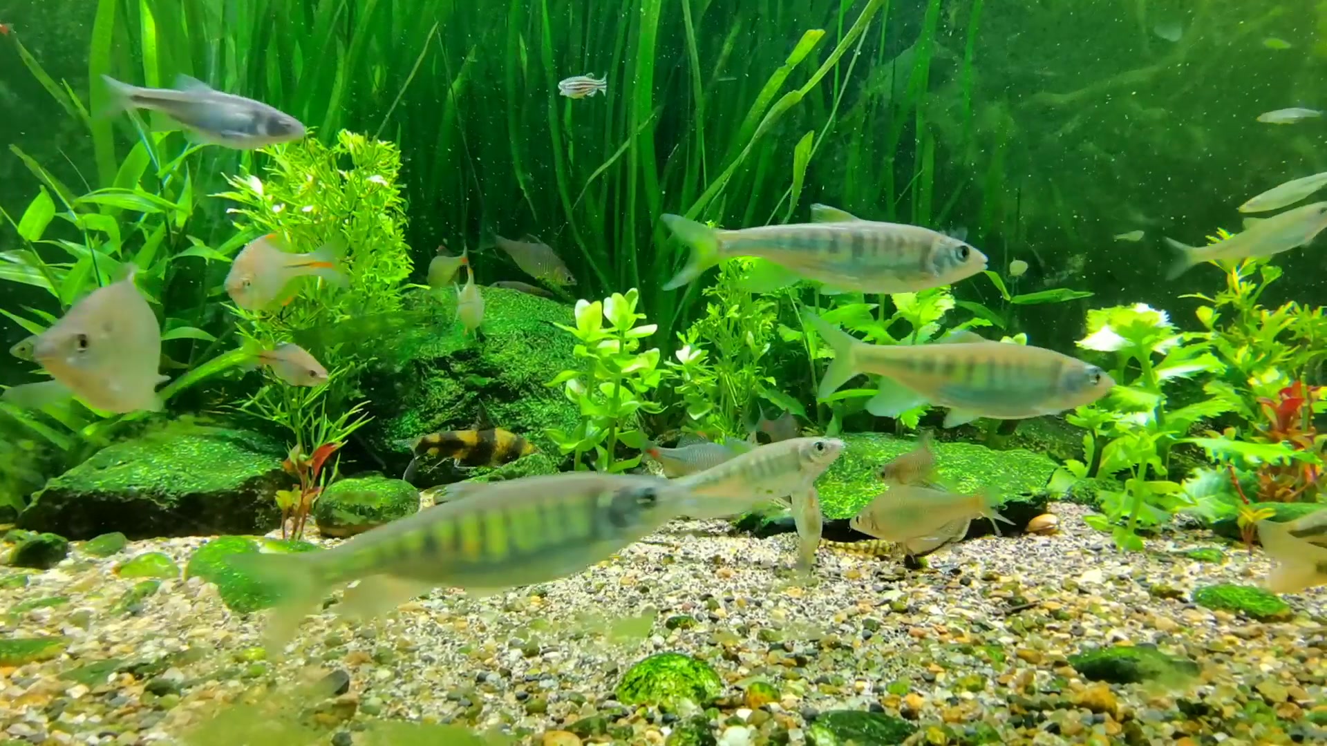 原生鱼水草混养大集合