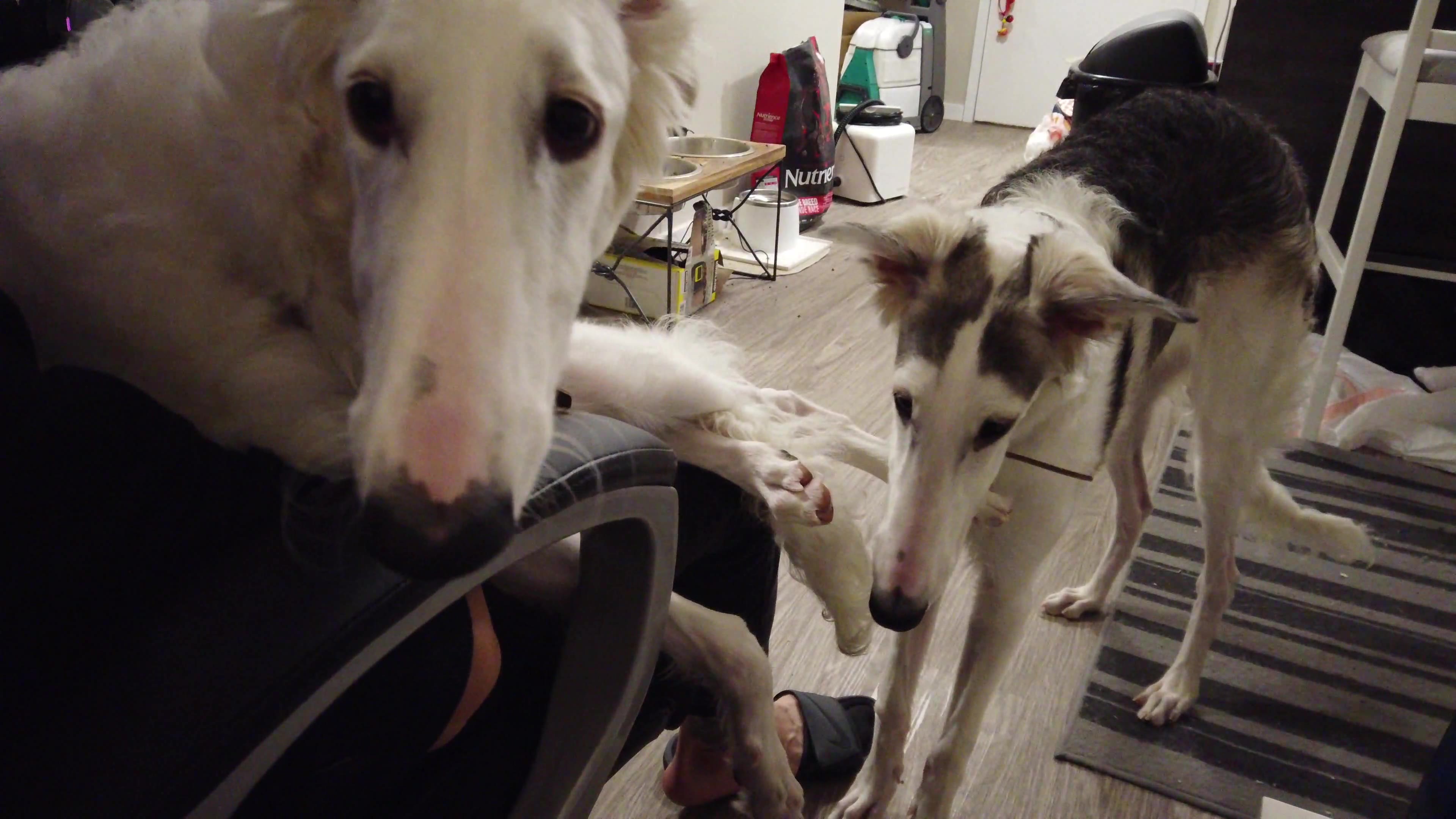 [Borzoi/苏俄猎狼犬]狗之大,两只抱不下,就得打一架.哔哩哔哩bilibili