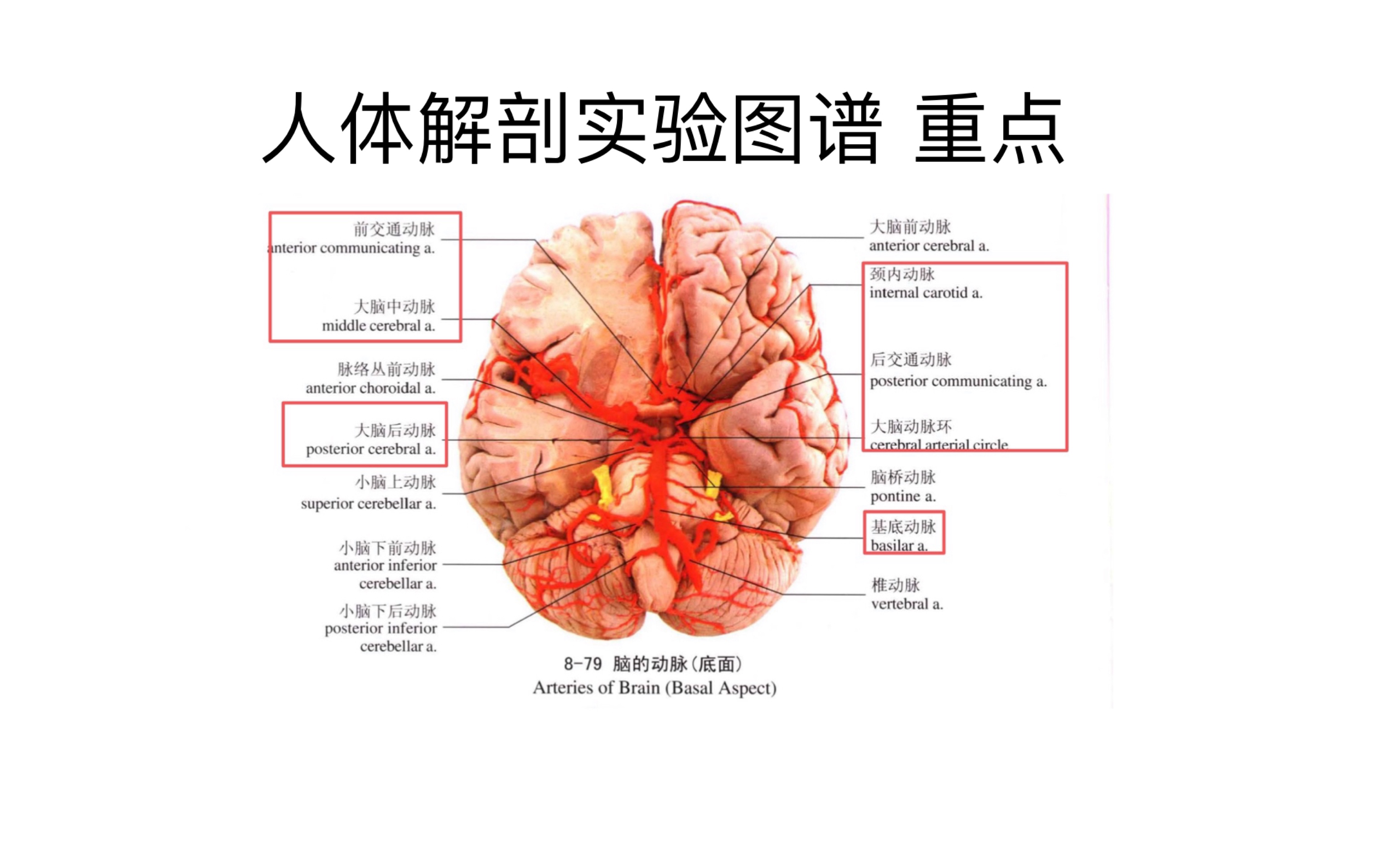 系统解剖标本考重点全总结(85张)哔哩哔哩bilibili