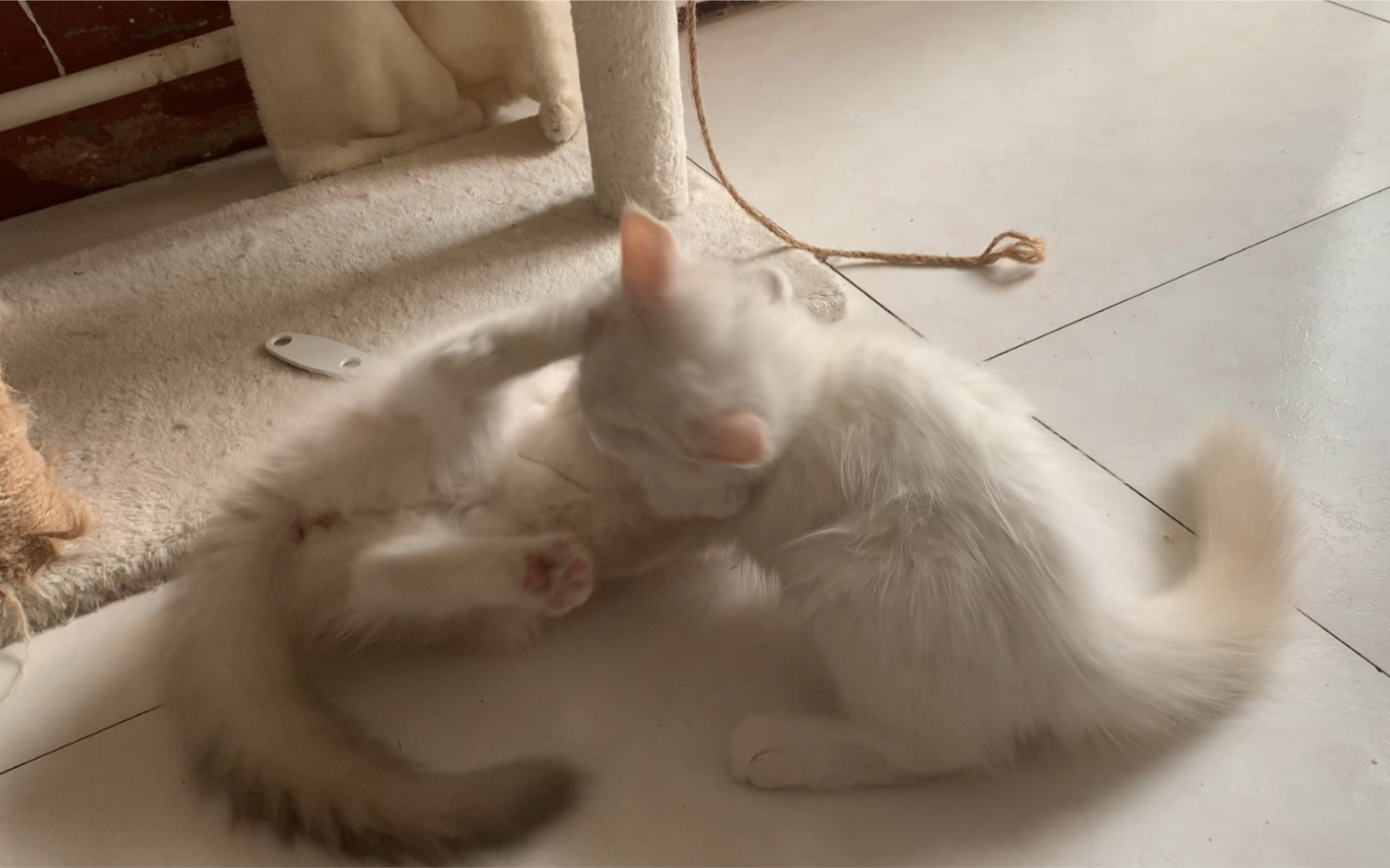 布偶猫 奶猫打架(一)