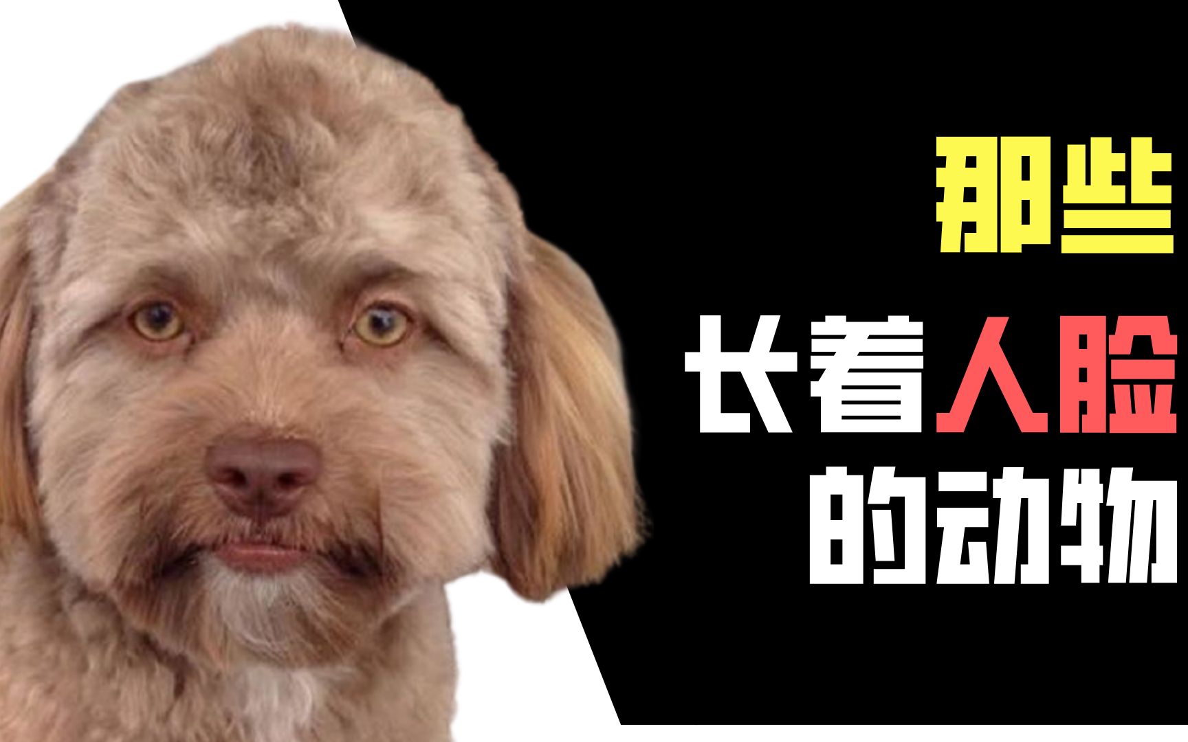 那些长着人脸的动物们当心恐怖谷陷阱