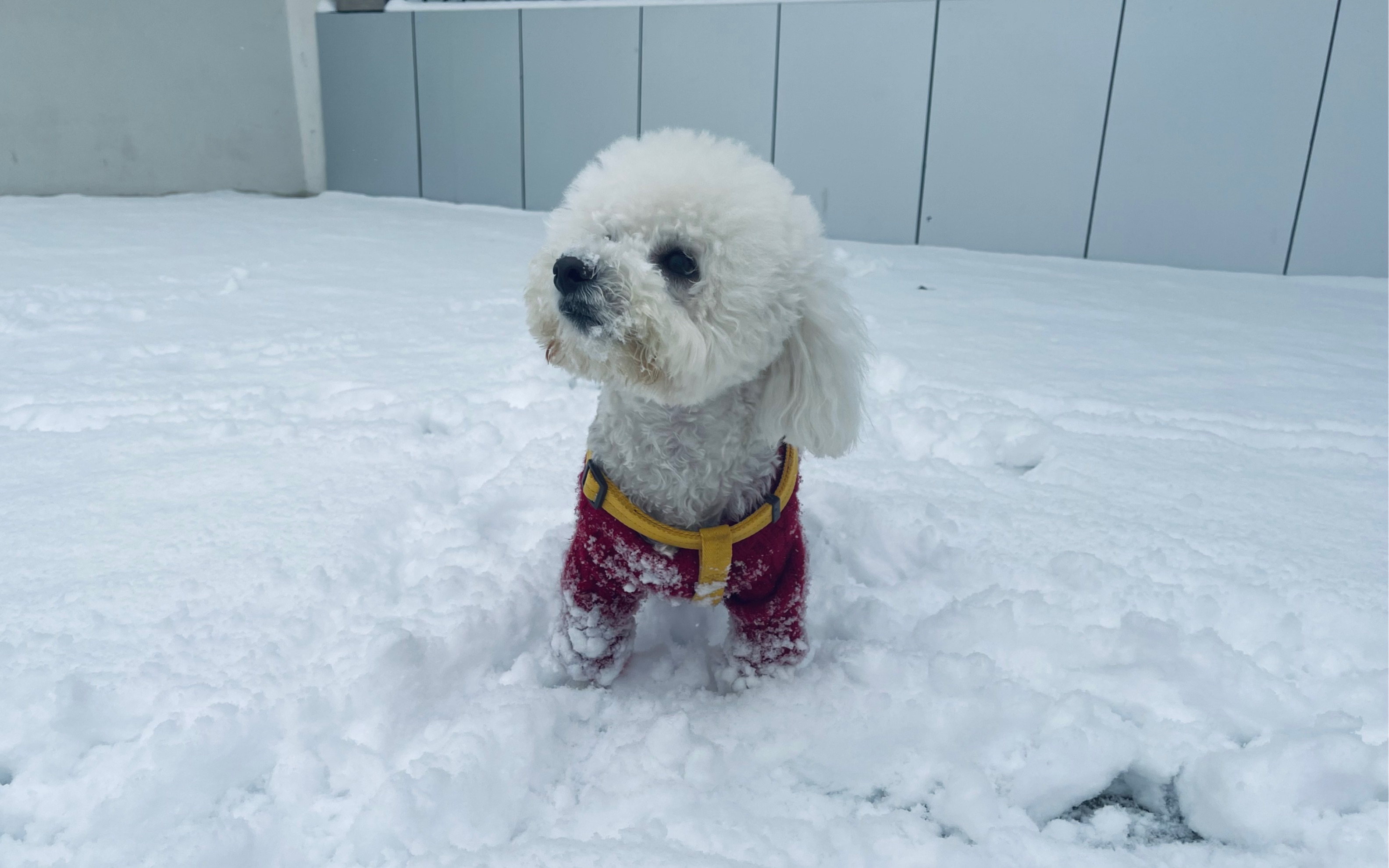 雪球玩雪记