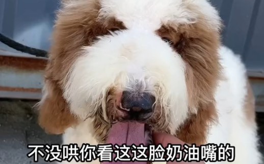 狗市捡漏巨贵犬哔哩哔哩bilibili