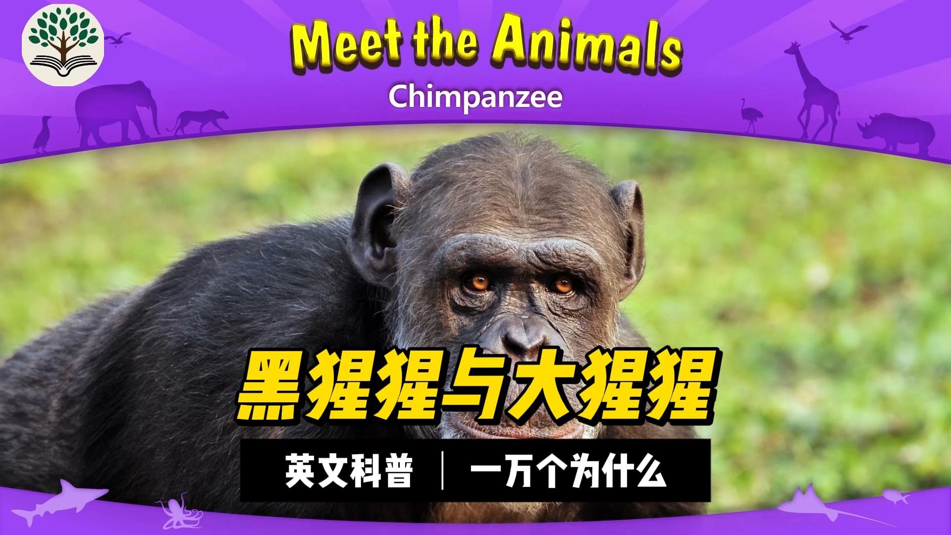 英文科普—黑猩猩与大猩猩