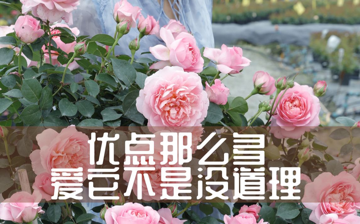 [图]【惠惠的花园】“舍龙索城堡的女人们”有货啦 花朵又大又香，轻松开出一面花墙