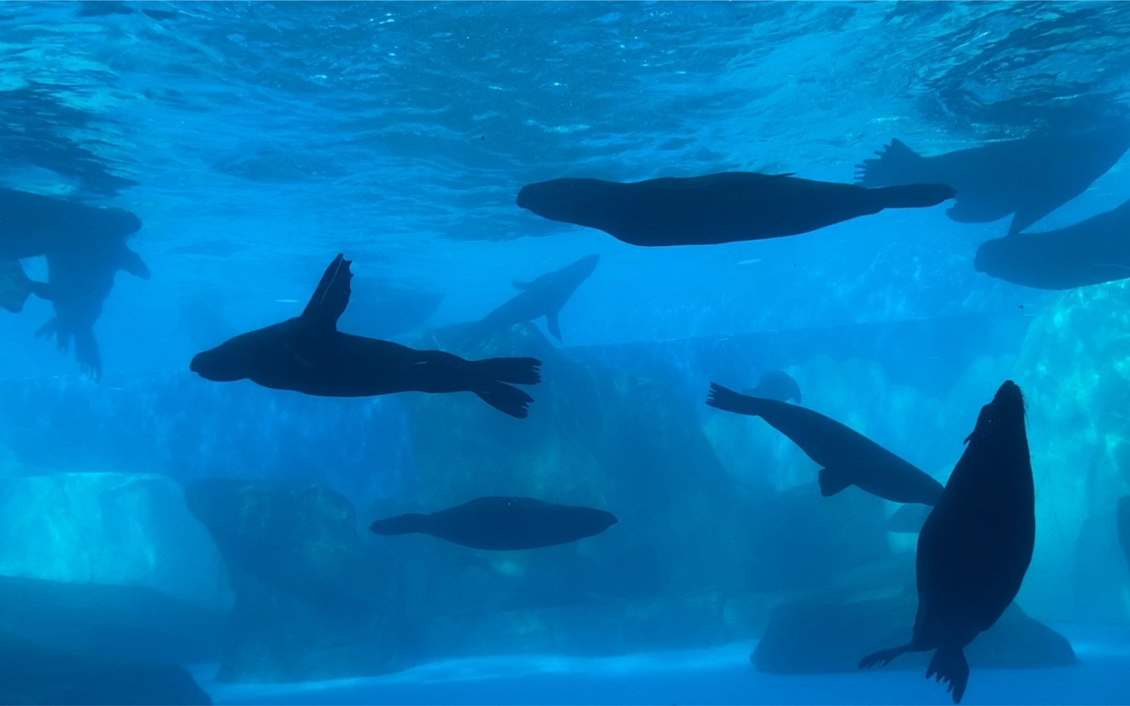 2020万圣季步行游馆海兽探秘馆上海海昌海洋公园