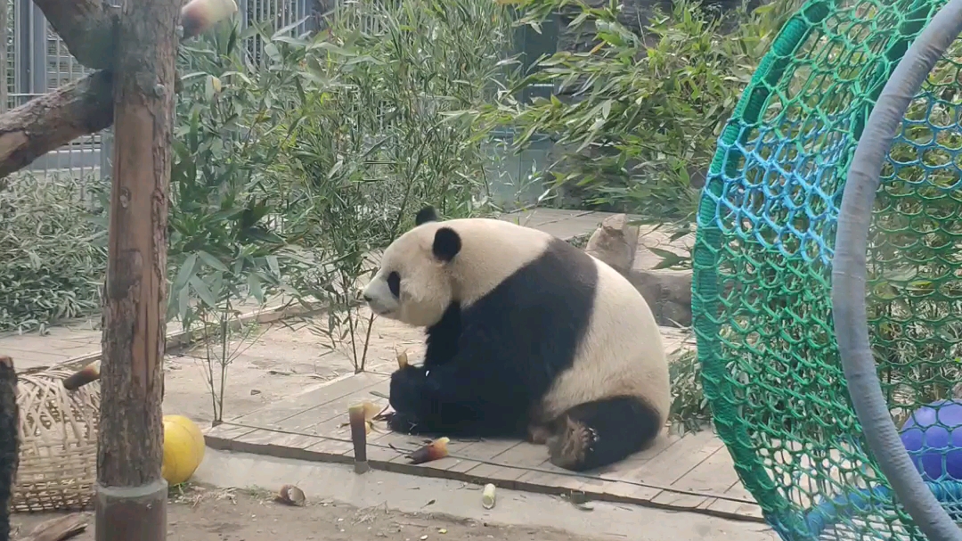 有人叫肥海胖宝宝,请允许我笑一个,哈哈哈哈哈 【大熊猫胖大海】20230429哔哩哔哩bilibili