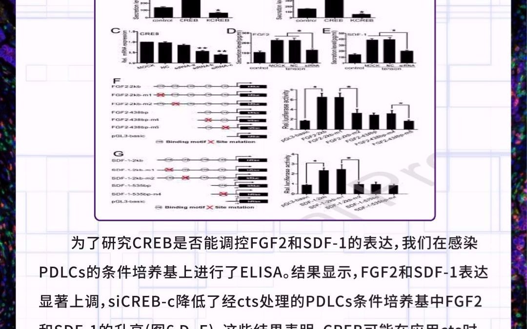 absin多重荧光免疫组化在探究细胞迁移与分化的应用哔哩哔哩bilibili