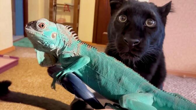 4万1501:17【喜羊羊与灰太狼之筐出胜利】豹姐醒了!