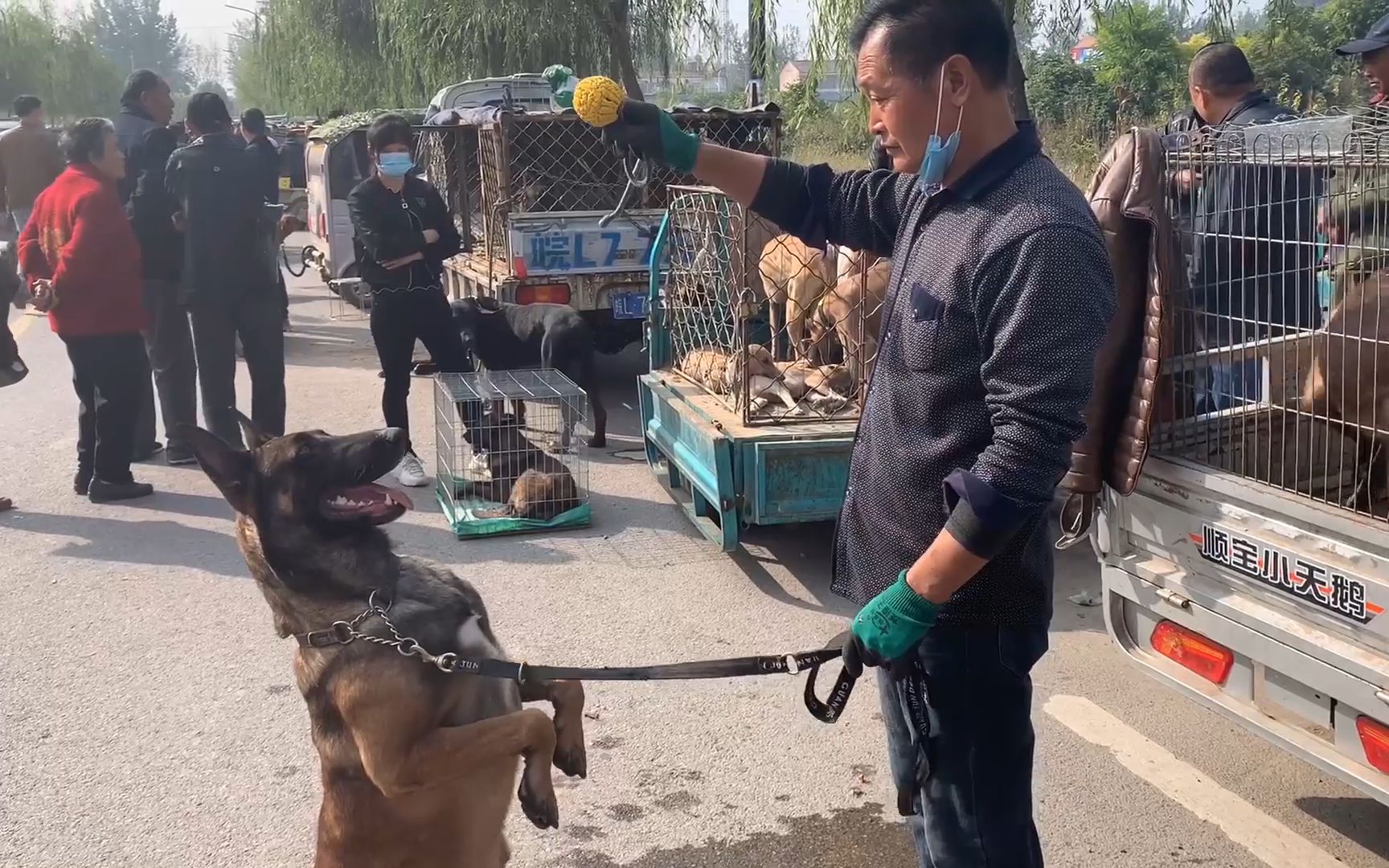 农村训犬高手狗市训犬,百分百服从指令,训了一星期就价值1万!哔哩哔哩bilibili