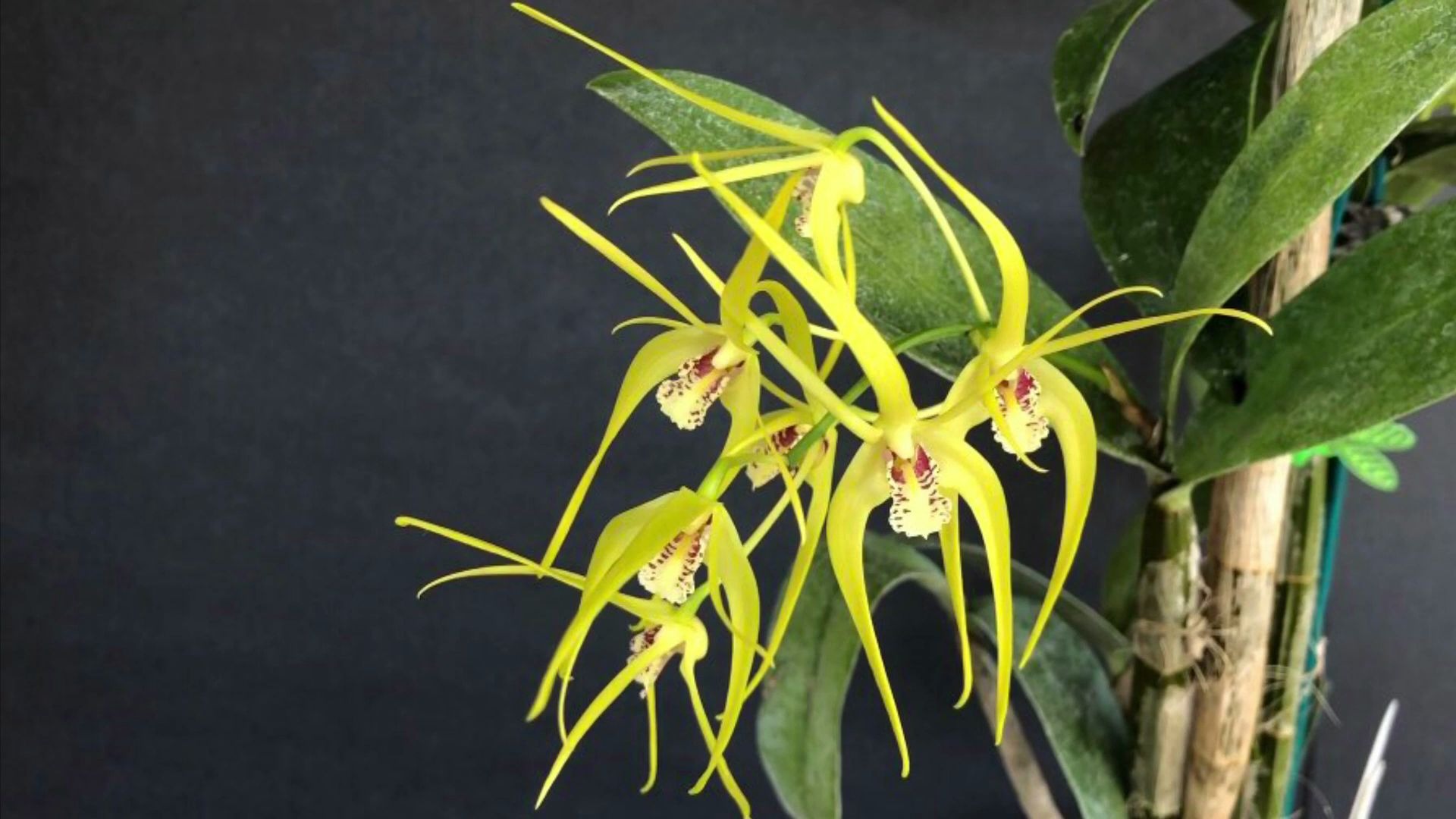 兰花大明石斛换盆后长新芽dendrobiumhildapoxonhasanewpseudobulb