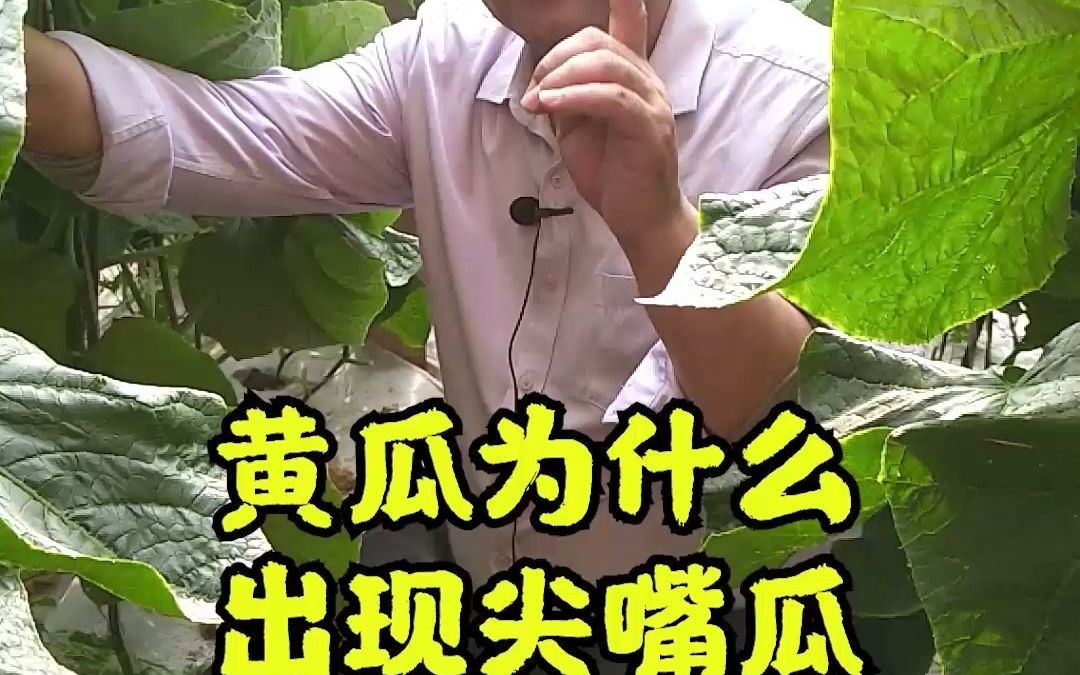 潭州教育:农业种植之黄瓜为什么出现尖嘴瓜哔哩哔哩bilibili