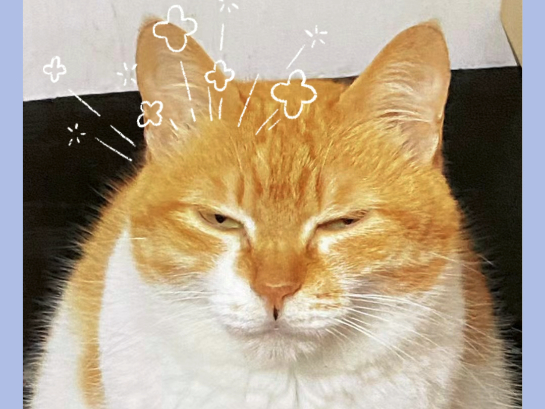 一副死肥宅的喵样!胖到自带围脖