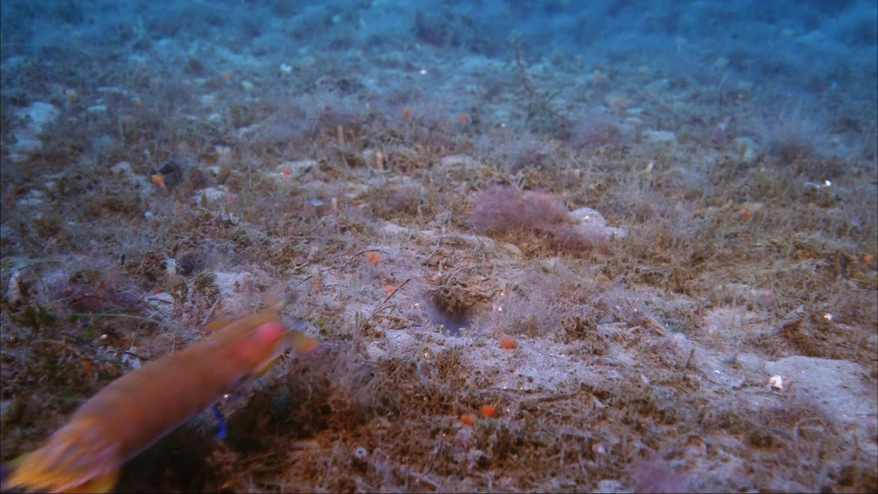 加州半指虾蛄hemisquillacaliforniensis智斗章鱼