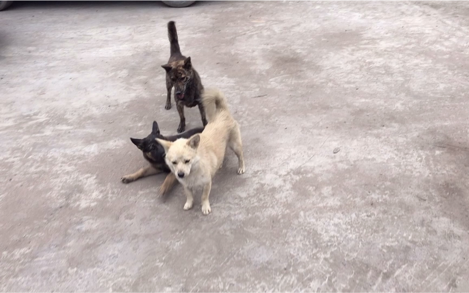 活动  收养三只流浪狗,给它们取名字小黄,小毛,小黑