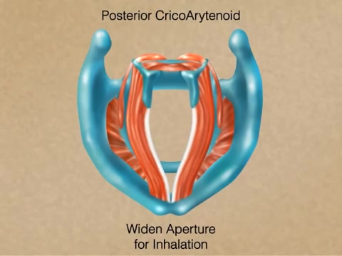 [图]〖中字熟肉〗喉部的发声原理：骨骼框架及发声时的肌肉群拮抗