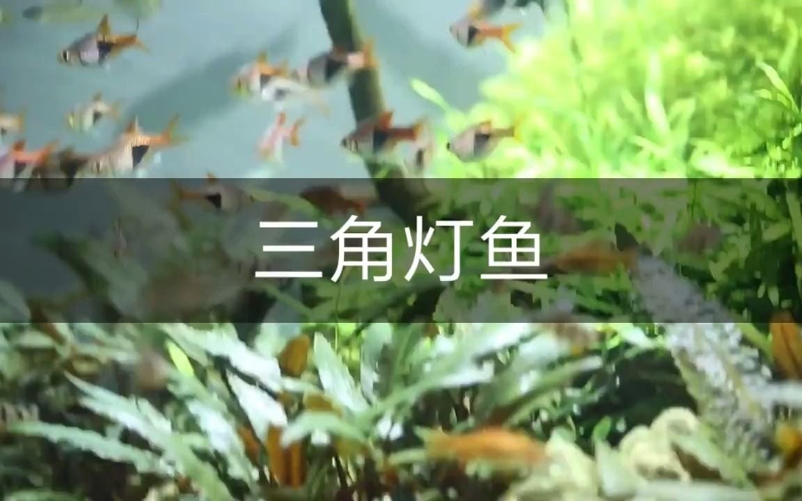 三角灯鱼观赏鱼 热带鱼哔哩哔哩bilibili