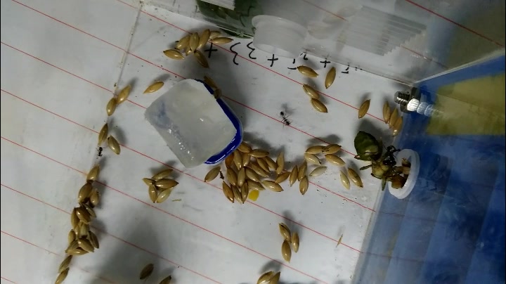 【给 工匠收获蚁的大餐——黄猄蚁蚁后】