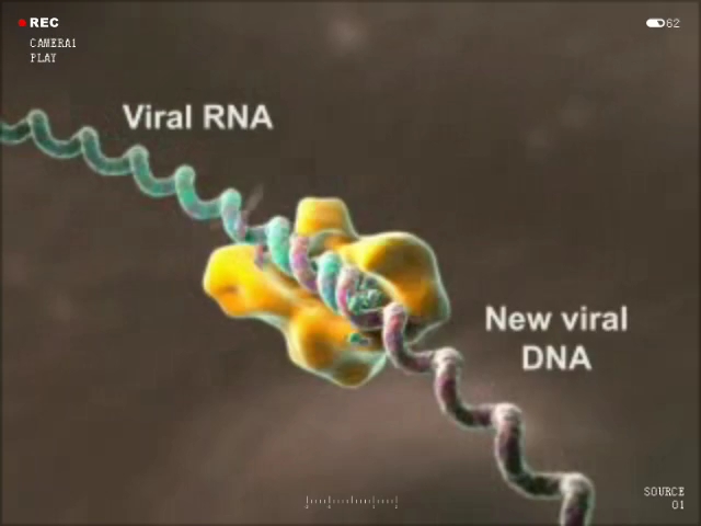 HIV侵染细胞图片