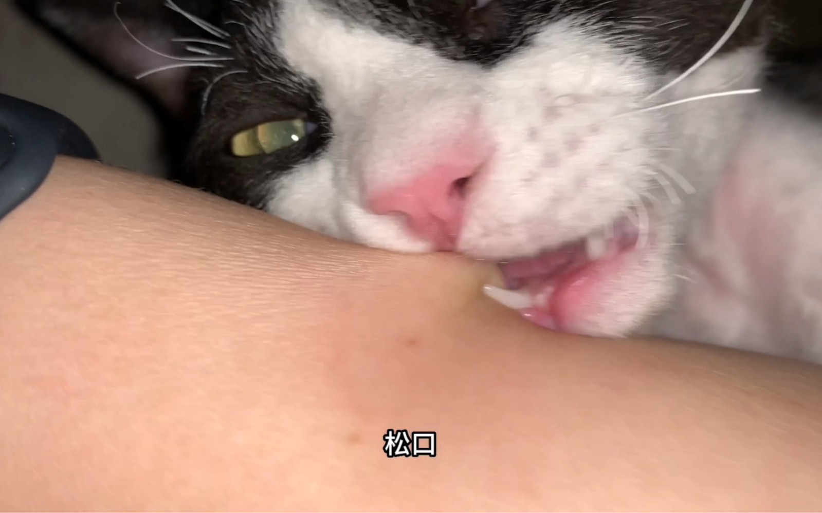 猫猫成精了,就差开口说中文了