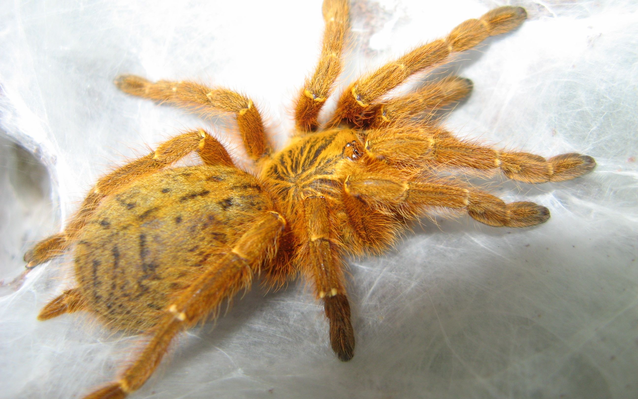 日常喂食橙巴布c8的完美伏击