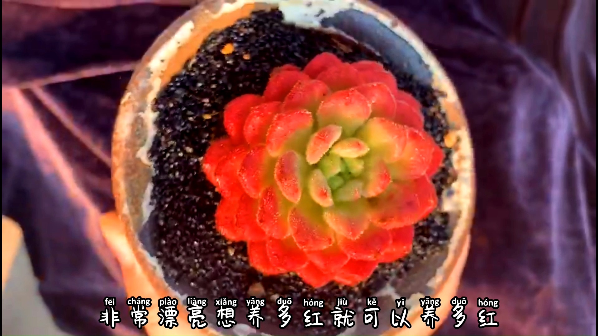 39种红色系的多肉品种介绍给花友们,方便花友们选多肉