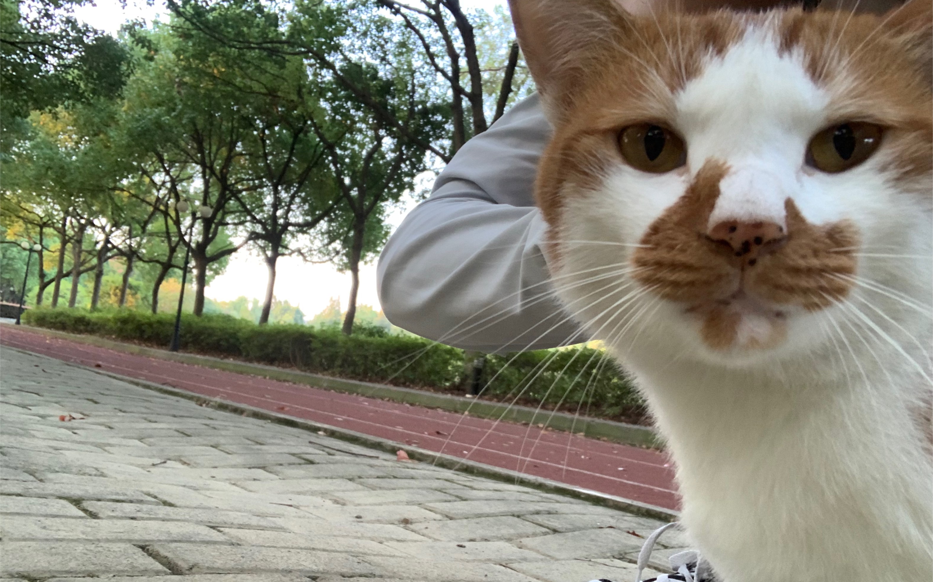 今天跟八嘎猫合影了好开心哈哈哈哈哈_哔哩哔哩_bilibili
