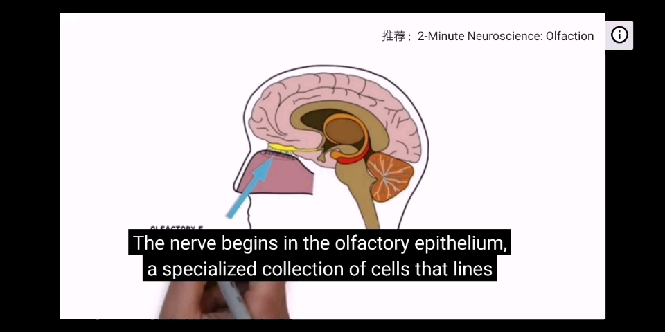 [图]Olfactory nerve