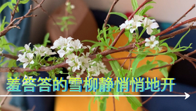 雪柳种植方法 哔哩哔哩 つロ干杯 Bilibili