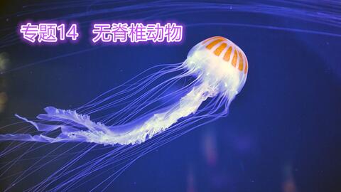 搜索 哔哩哔哩 つロ干杯 Bilibili