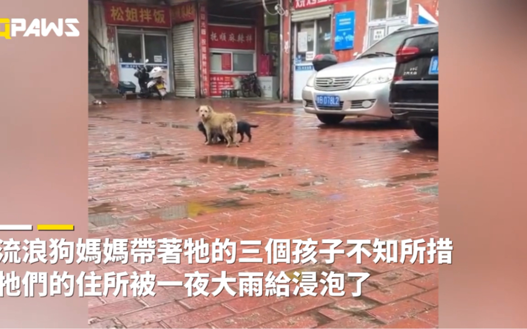 一场大雨冲毁了狗狗的家,狗妈妈带着三孩子不知所措,好心人给牠们制作了临时居所,小奶狗们安稳地睡着了哔哩哔哩bilibili