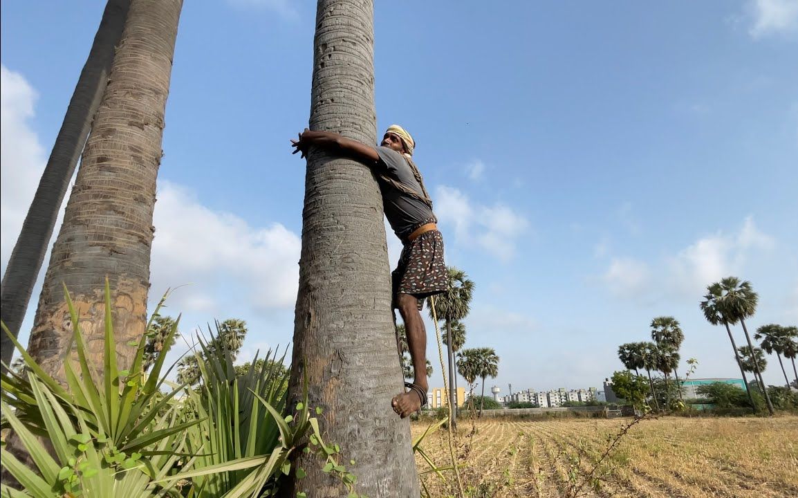 印度三哥爬糖棕树采摘冰苹果