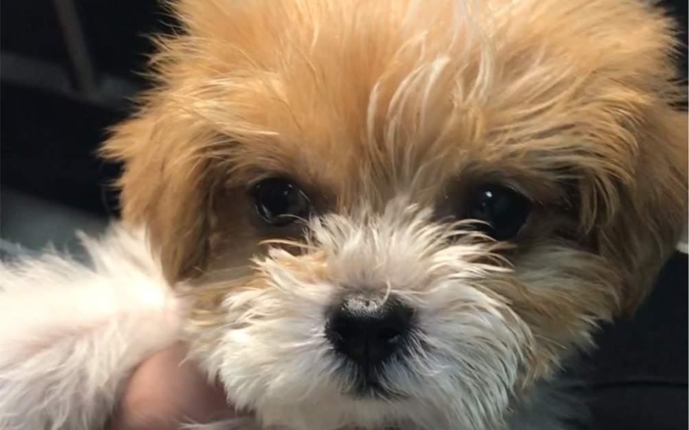 黄白花小体泰迪,妹妹,奶嘴儿,大眼,对花,短嘴,高颜值|疫苗两针,驱虫