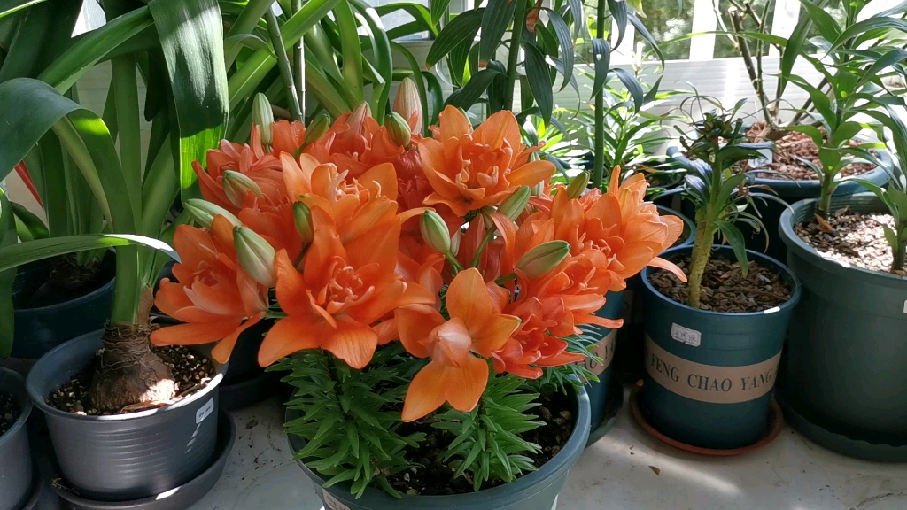 秋百亚洲百合小惊喜小亲密45天开花爆盆