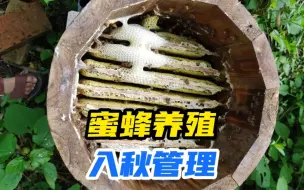 Download Video: 立秋已过处暑渐近，蜂群入秋该做哪些管理，分享一点养殖思路