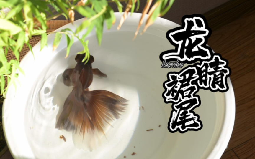 半年后裙尾龙睛,中国传统金鱼._哔哩哔哩_bilibili