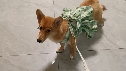 狗穿jk羞耻到走不动道