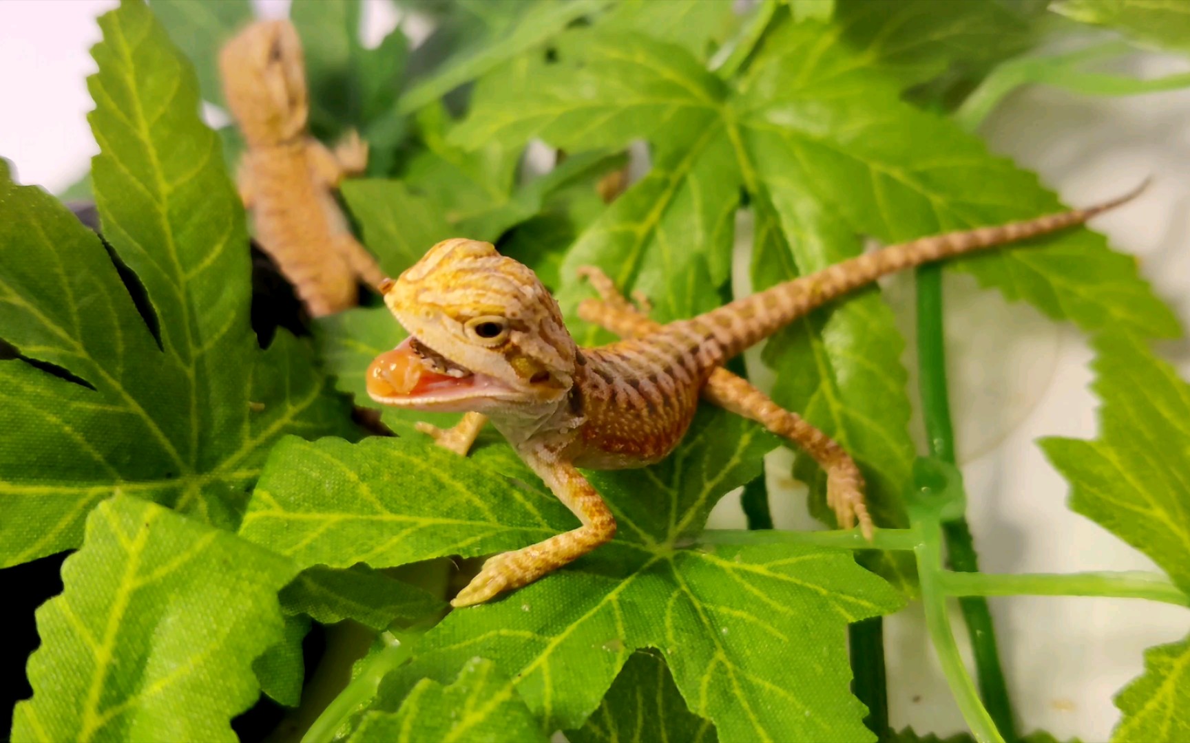 【鬃狮蜥】出壳三天的小崽子终于开食了