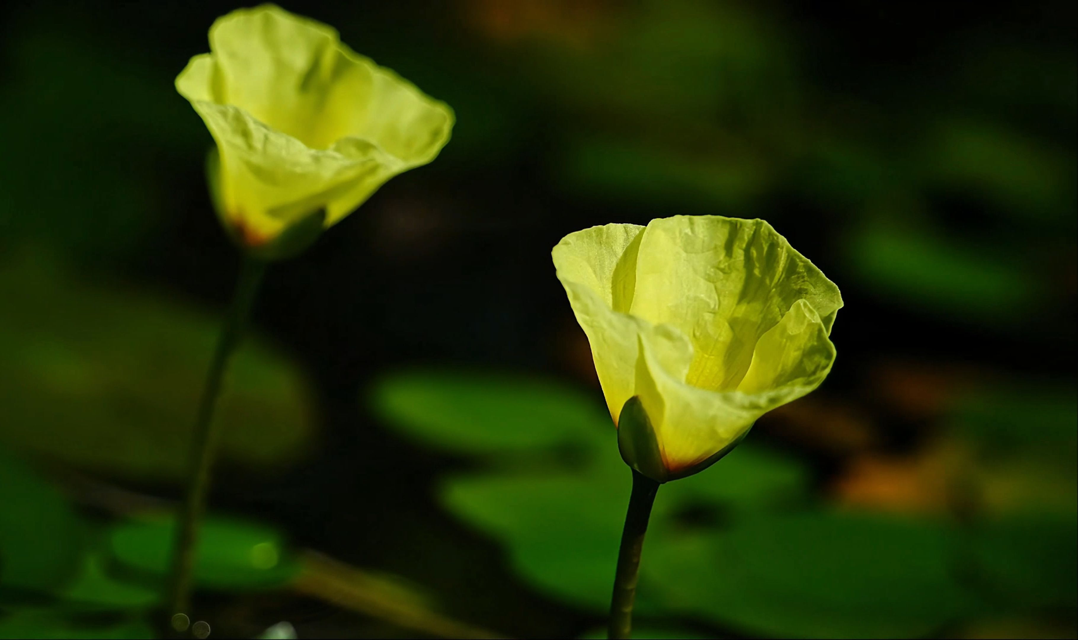 【原创】【延时摄影】每天来看一朵花开/水金英/水罂粟哔哩哔哩bilibili