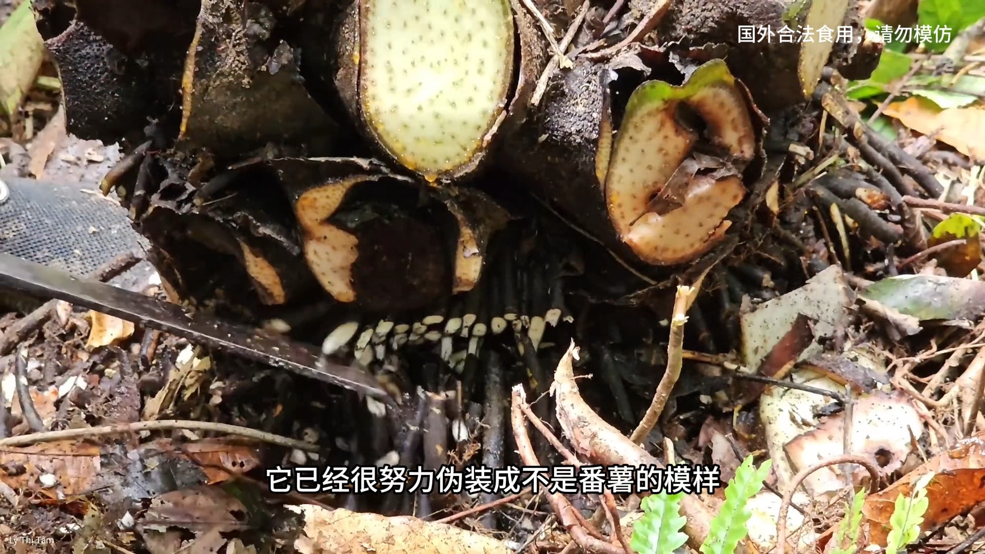 我们眼中的观音蕨却成了越南人嘴边的纯野生番薯,手法独特且讲究,入口间让人释怀哔哩哔哩bilibili