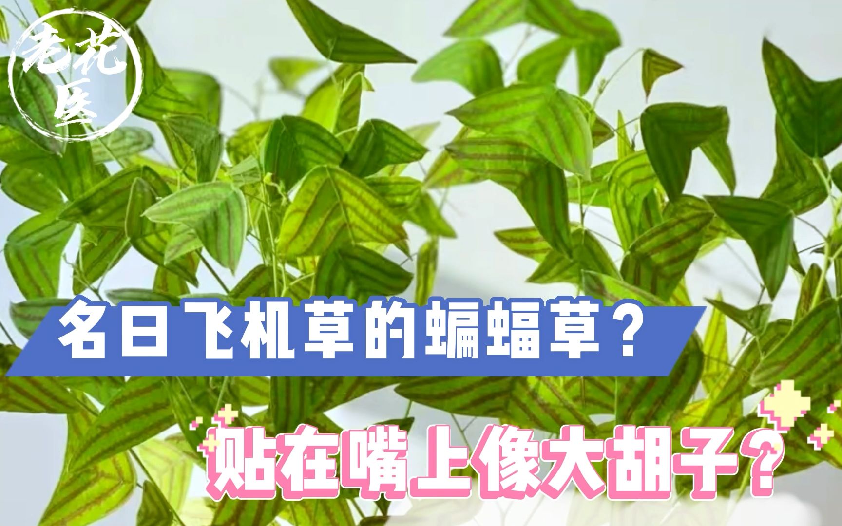 名曰飞机草的蝙蝠草?贴在嘴上像大胡子?蝙蝠草养护教学!哔哩哔哩bilibili