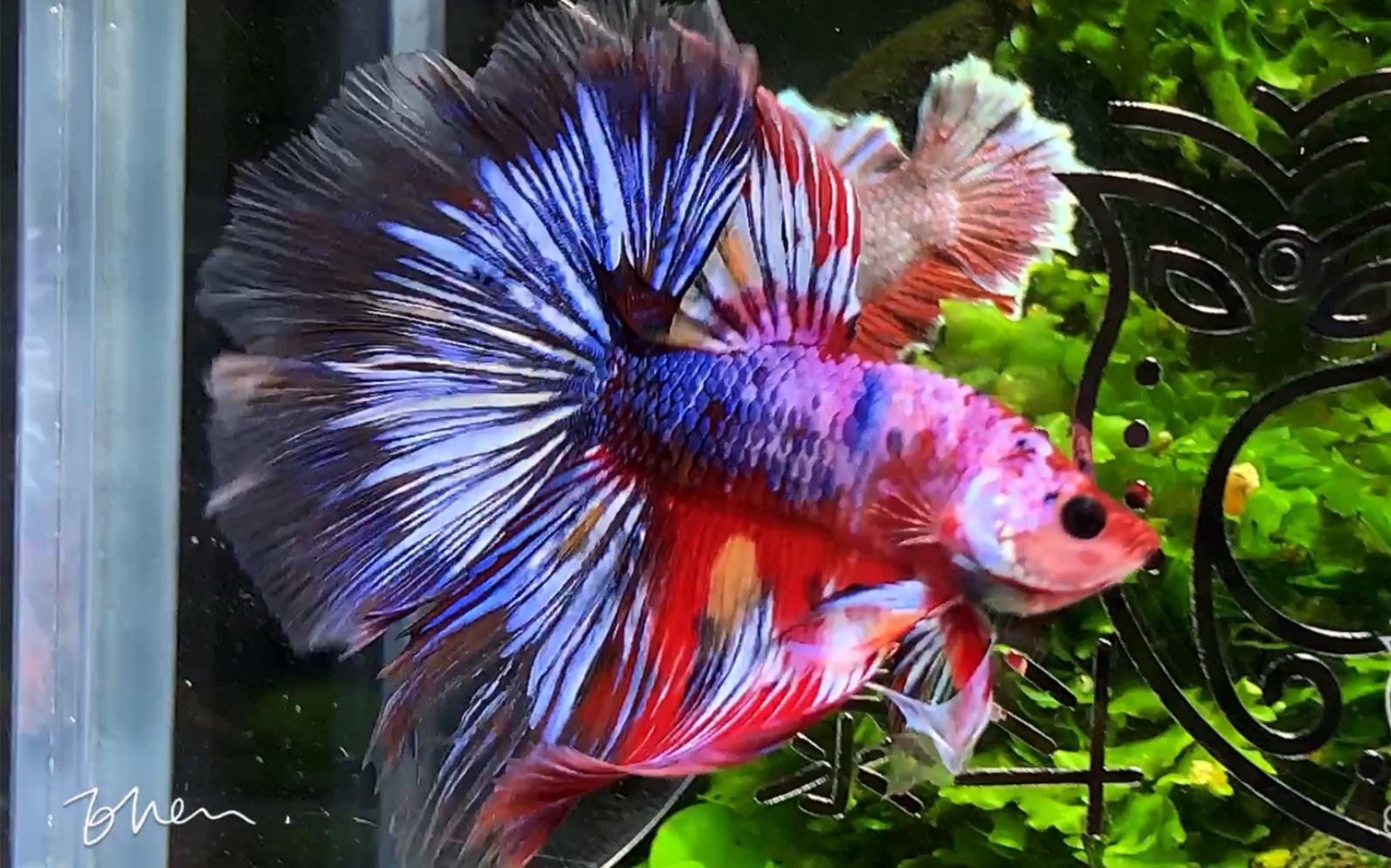 颜色超丰富让人眼花缭乱的一枚小可爱状态超级好泰国斗鱼半月斗鱼